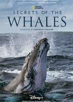 Watch Secrets of the Whales 5movies