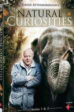 Watch Natural Curiosities 5movies