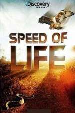 Watch Discovery Channel Speed Of Life 5movies